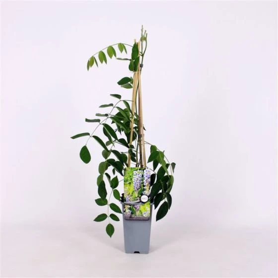 Wisteria Macrostachya 'Blue Moon' C2 60-70 Cm 3 Wisteria Macrostachya 'Blue Moon' C2 60-70 Cm