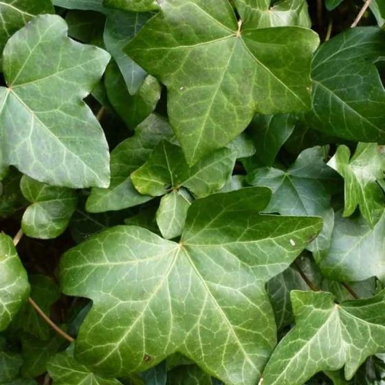 Ierse Klimop 3 Ierse Klimop