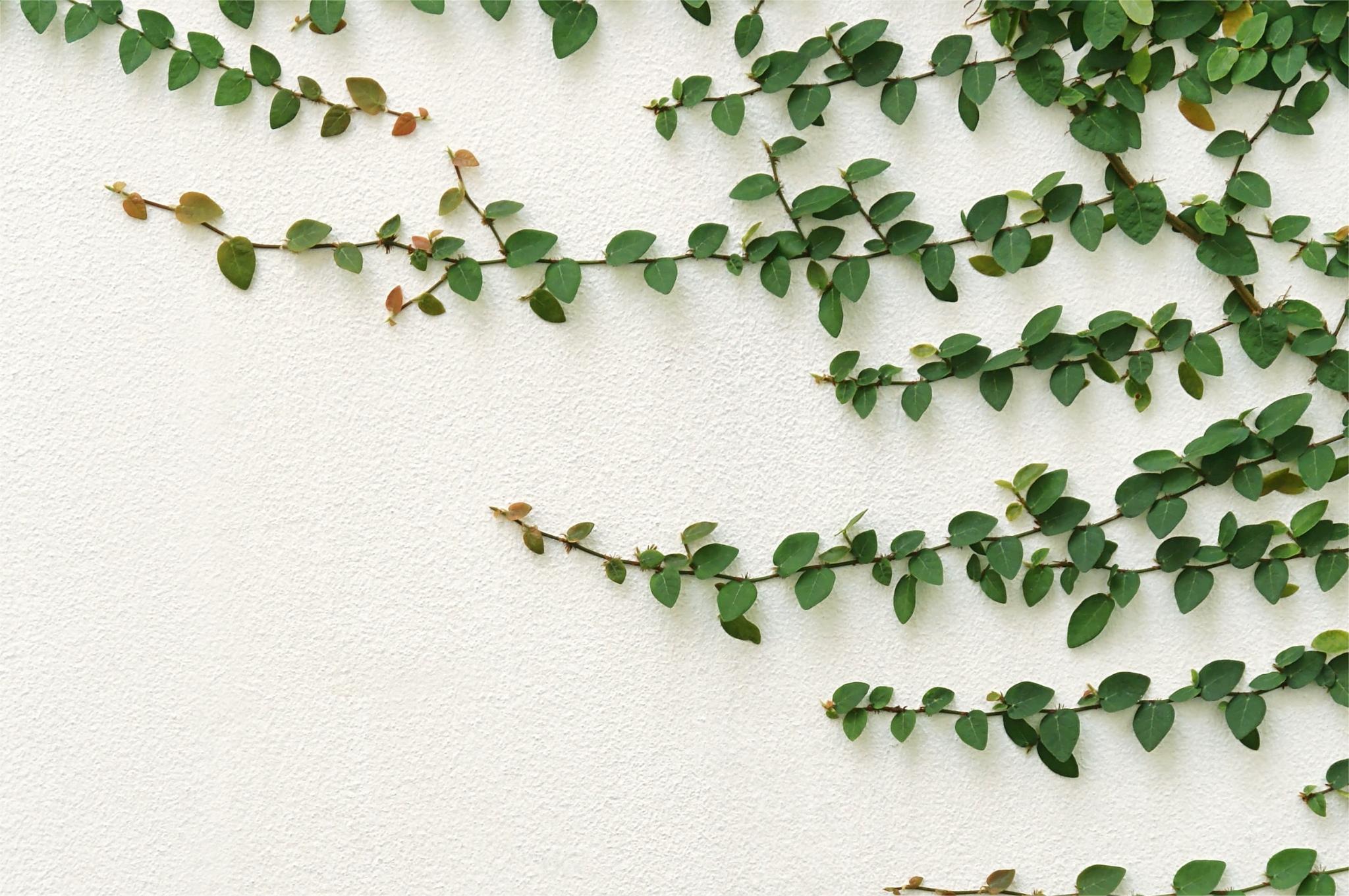 Planten Verkoop -Planten Verkoop 2560x1920 Cascading Plants Blog creeping fig