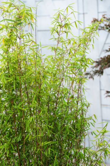 Planten Verkoop -Planten Verkoop 5H92W8HR 2a8d