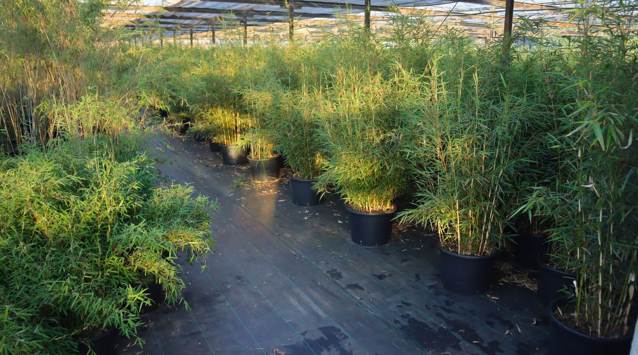 Planten Verkoop -Planten Verkoop bamboe fargesia