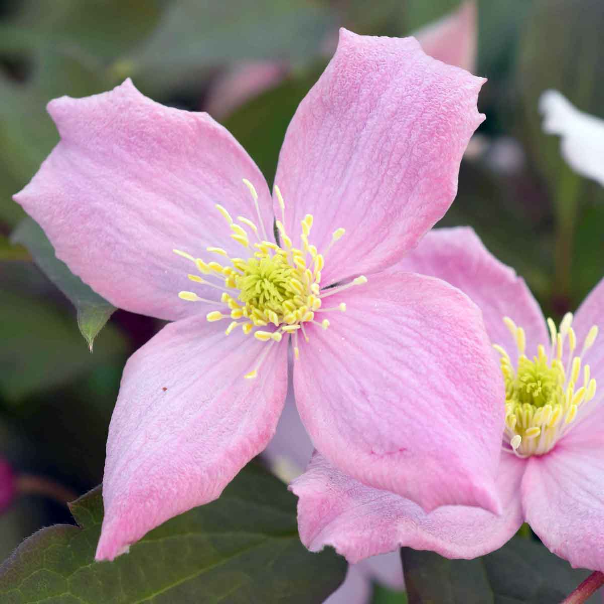 Planten Verkoop -Planten Verkoop clematis fragrant spring 8384 p